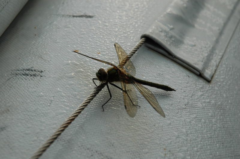 DSC_7318.JPG