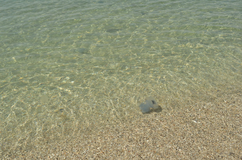 DSC_1521.jpg