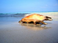 Ракушка.jpg (50.39КБ)11982 просмотра Ракушка.jpg